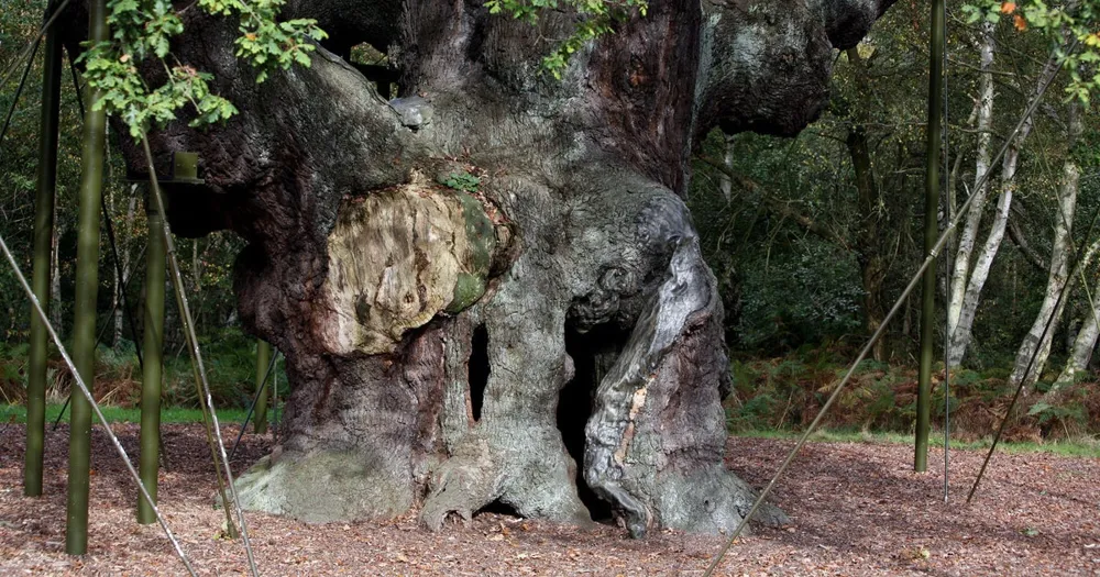 1,200-Year-Old Major Oak Tree Linked to Robin Hood Legend Declared Dead