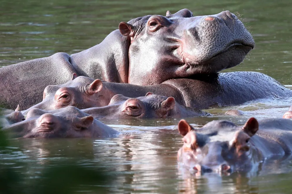 Colombia Moves to Cull Invasive Hippo Population Linked to Pablo Escobar