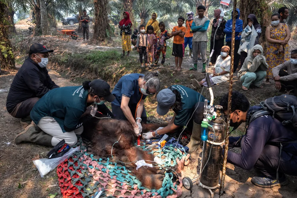 Orangutan Rescued from Borneo Fire Zone Battles Respiratory Illness
