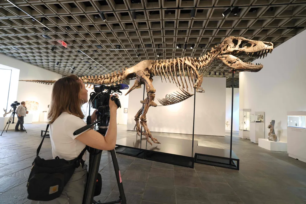 Rare T. rex fossil “Gus” sells for record $50.1 million at auction