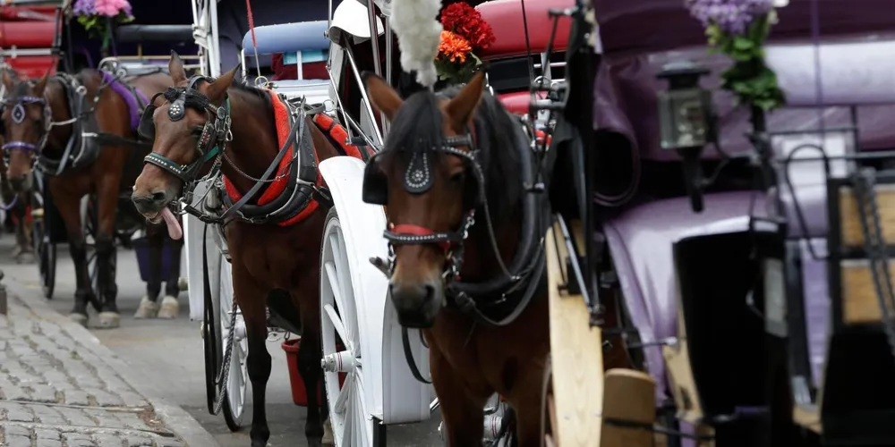Teenager fatally injured in horse carriage accident in New York's Central Park