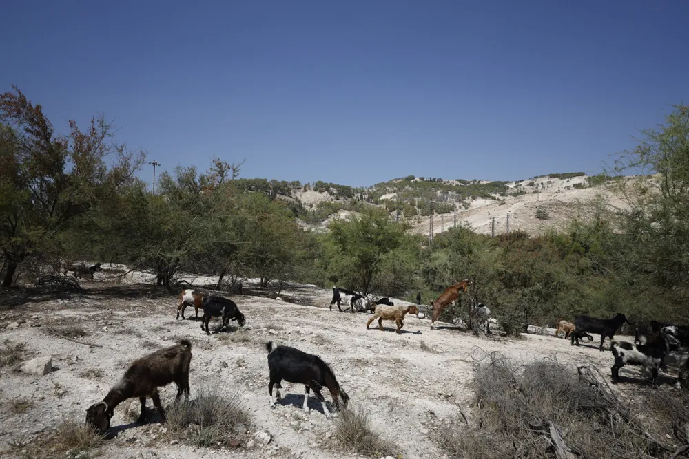 UK Bans Trade with Israeli Settlements Amid International Sanctions