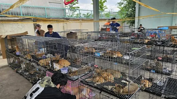 Vietnamese Police Rescue Over 400 Cats from Major Theft and Slaughter Ring