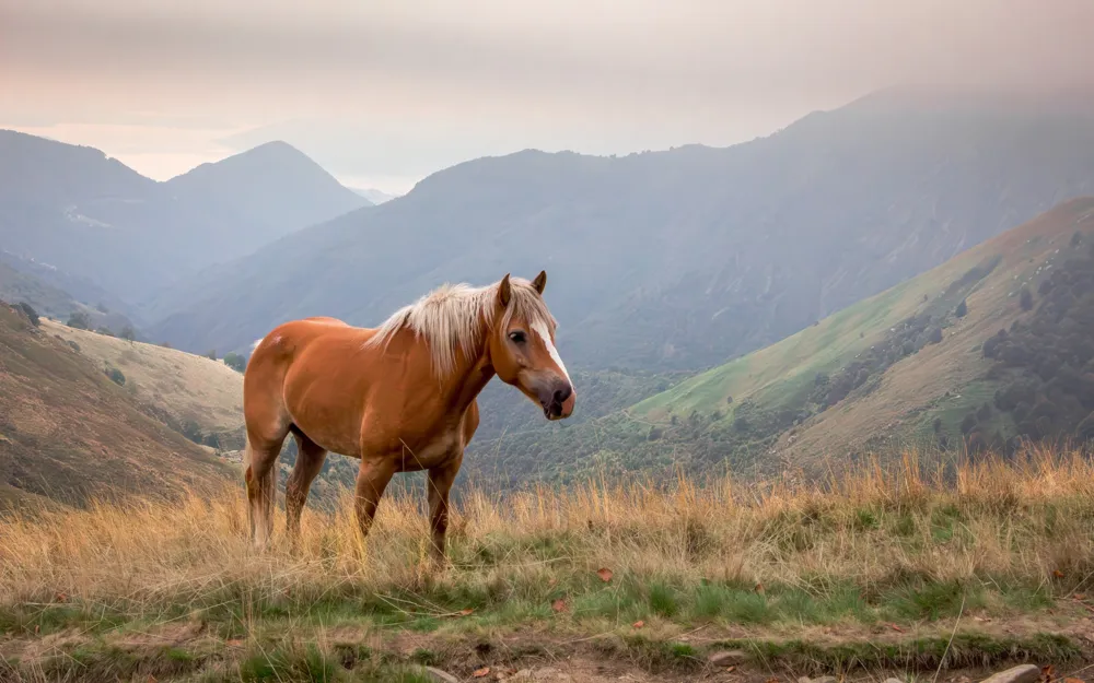 2025 Year of the Snake: Predictions for the Horse Zodiac's Luck and Love Life