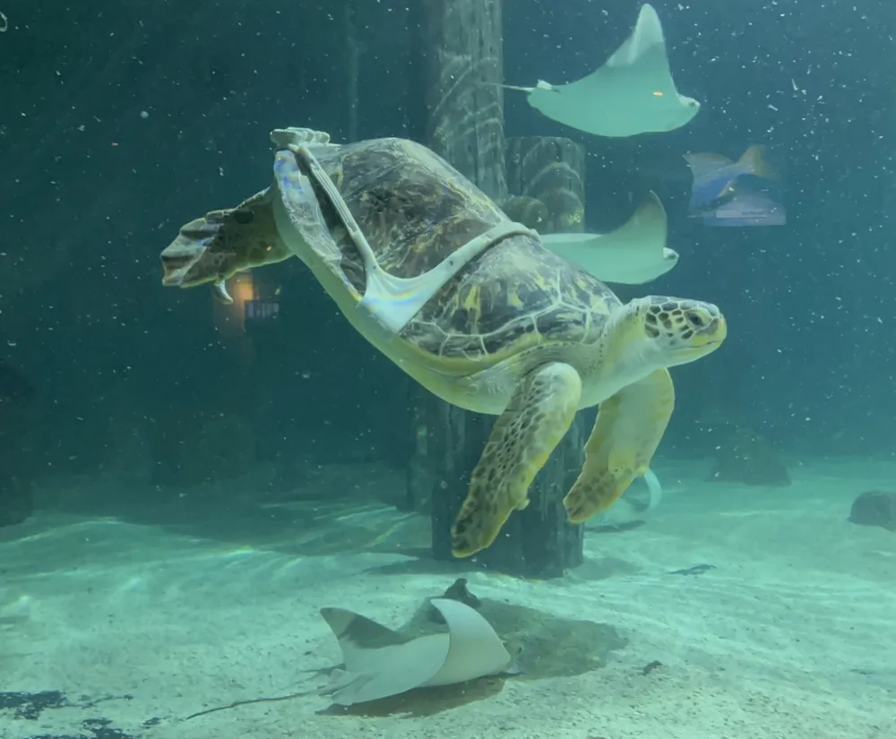 3D Printing Offers Hope for Sea Turtles Battling 'Bubble Butt Syndrome'