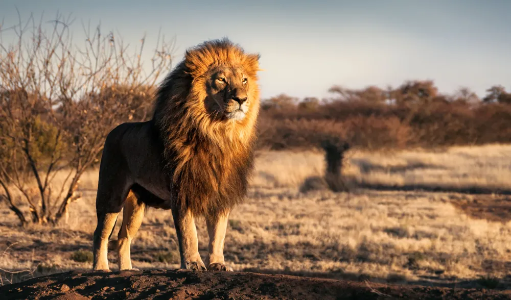 7-Year-Old Boy Survives 5 Days Alone in Zimbabwe National Park Among Wildlife