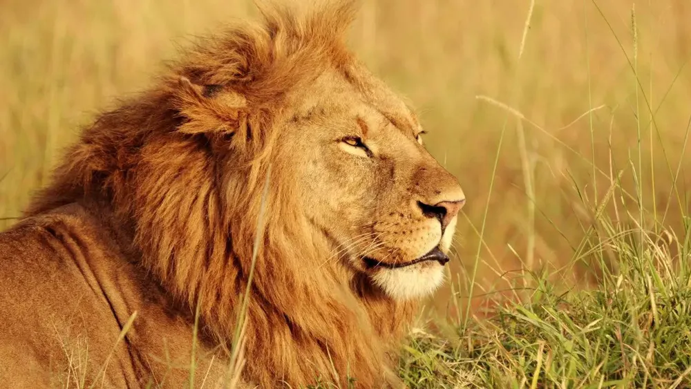 8-Year-Old Boy Survives 5 Days Alone in Lion-Infested Kenyan Forest