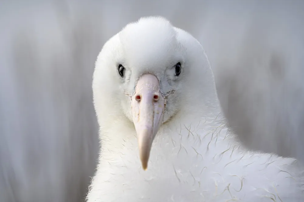 Albatross couple captivates viewers with egg hatching live stream