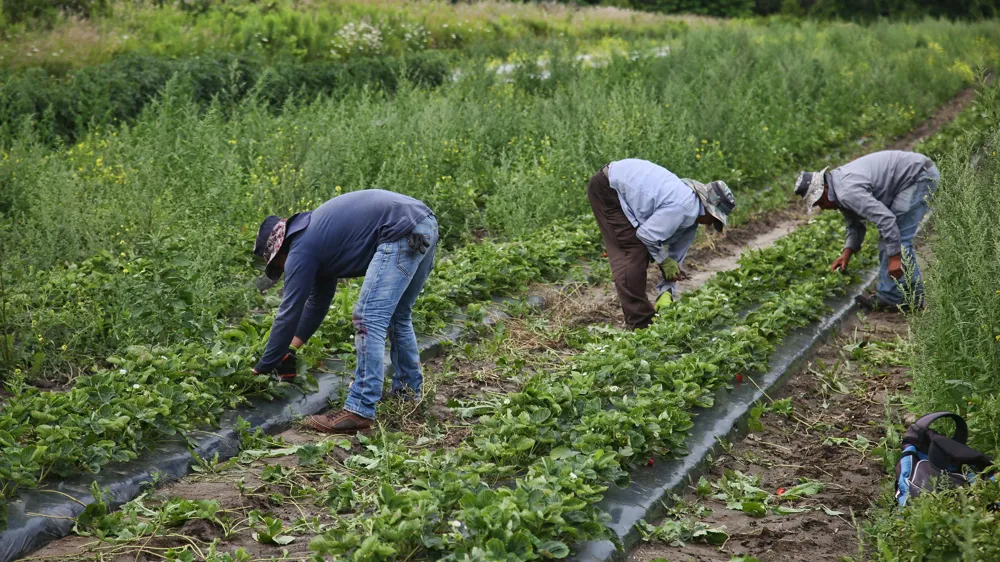 Amnesty International Report Highlights Systemic Abuse in Canada's Temporary Foreign Worker Program