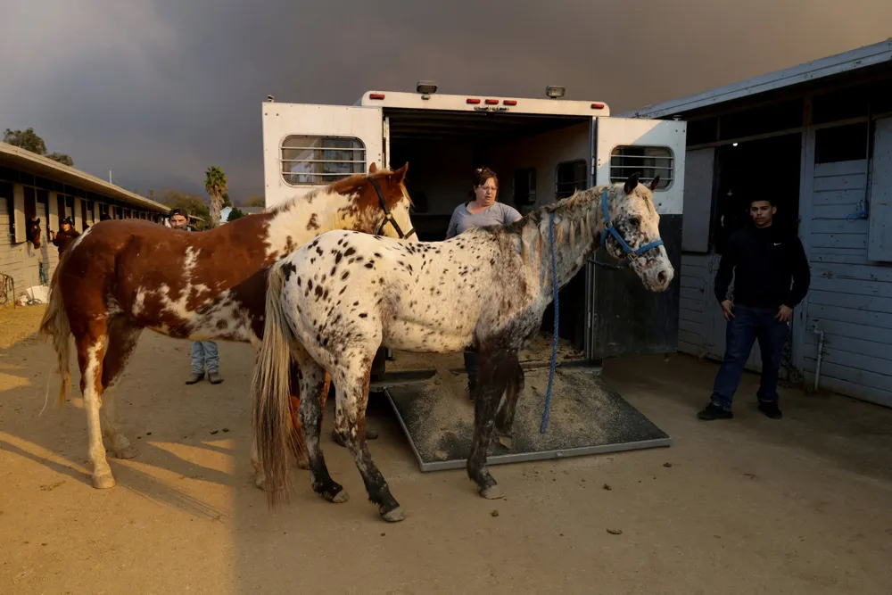 Animal Rescuers Provide Vital Care to Evacuated Pets Amid Southern California Wildfires