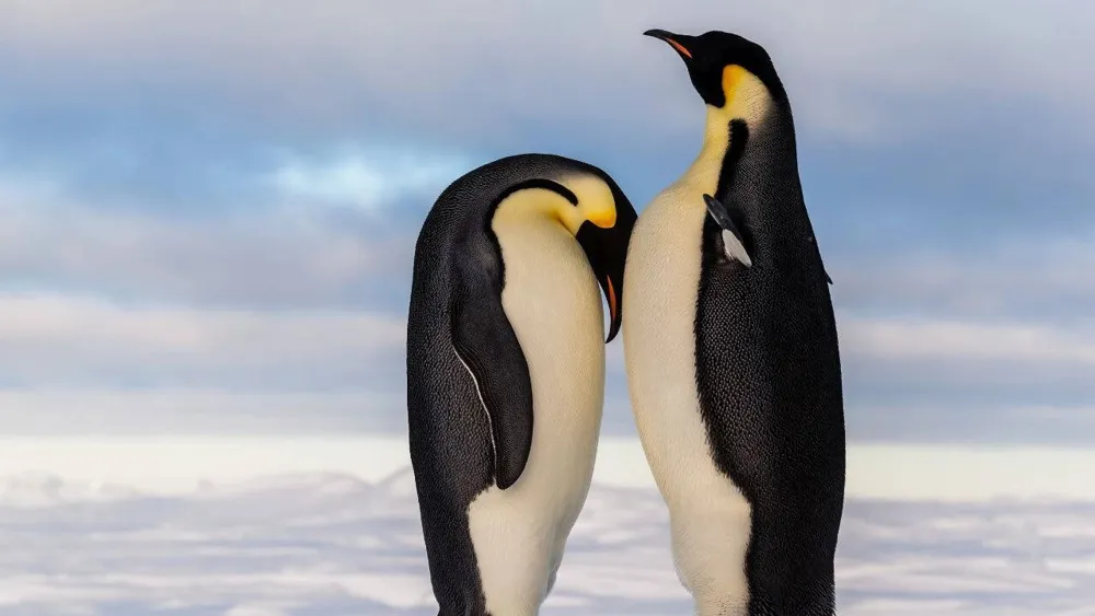 Antarctic penguins breed earlier due to climate change, raising extinction concerns
