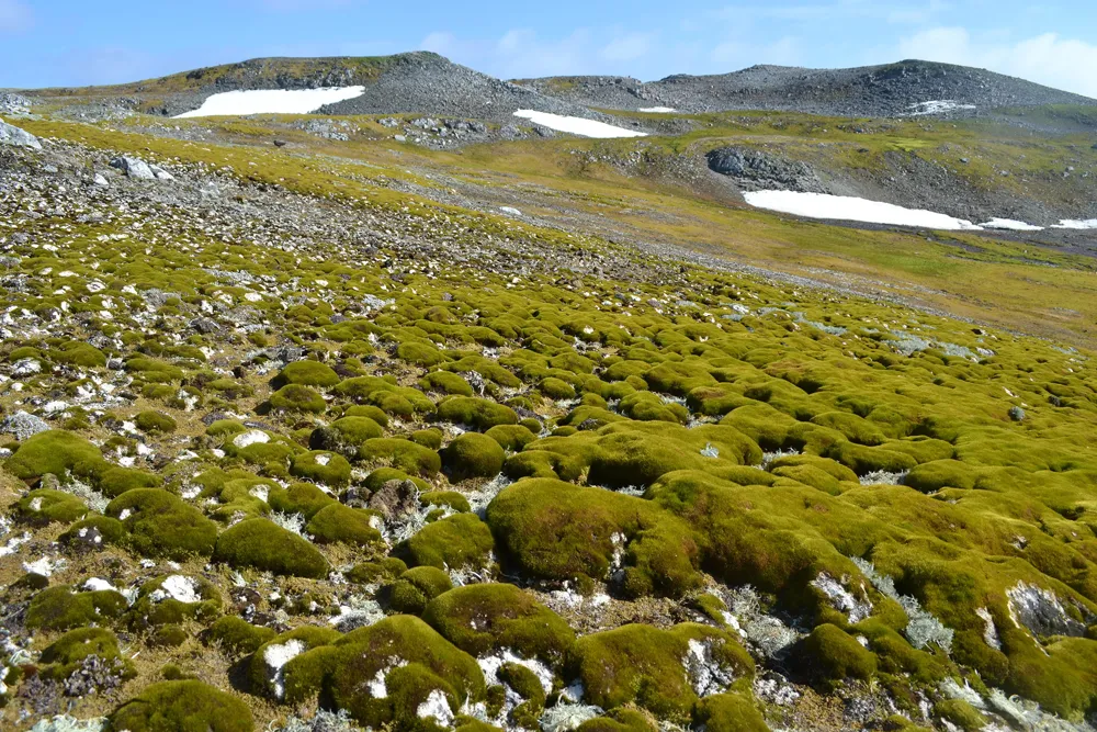 Antarctic Peninsula Experiences Rapid Vegetation Growth Linked to Climate Change