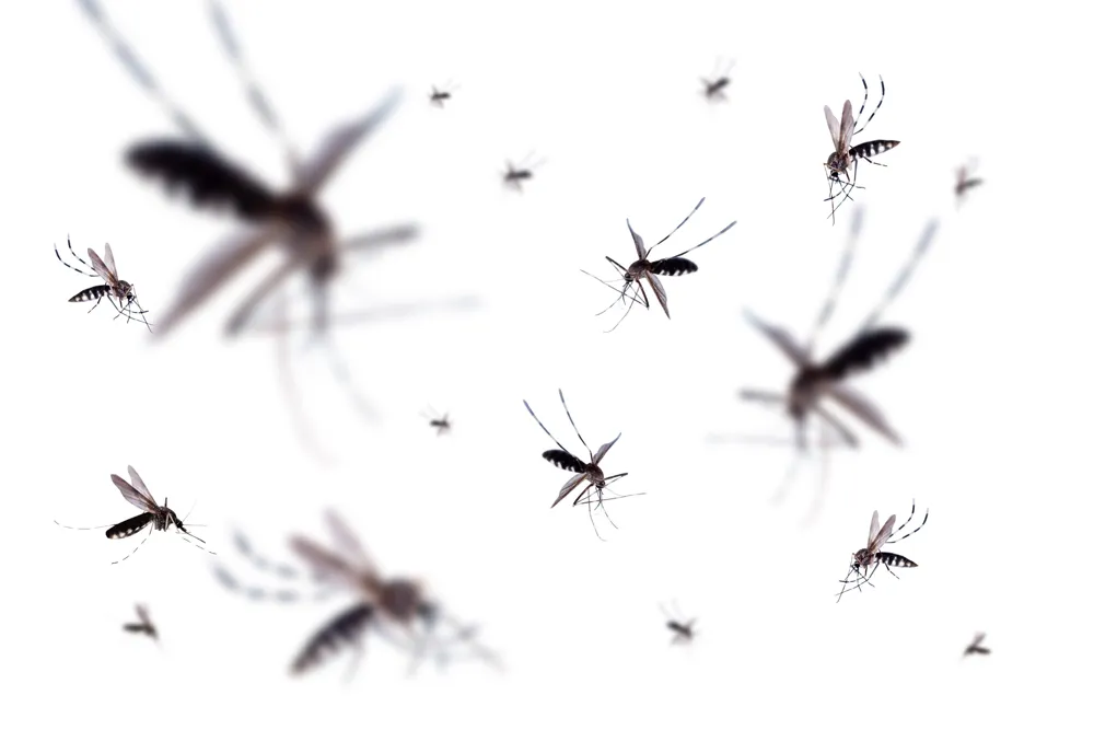 Genetically Engineered Mosquitoes with 