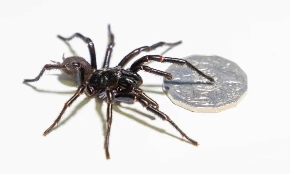 Australian zoo discovers the largest funnel-web spider ever, named Hemsworth