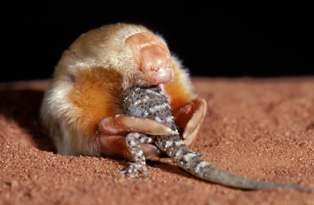 Australia's marsupial mole faced population decline due to climate change, new DNA study reveals