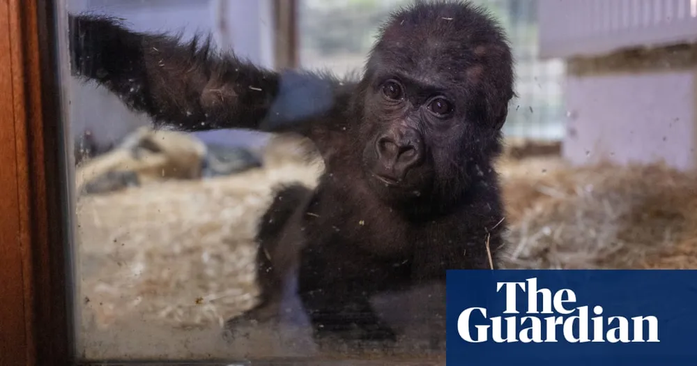 Baby Gorilla Smuggled on Turkish Airlines Flight Thrives at Istanbul Zoo, Named Zeytin