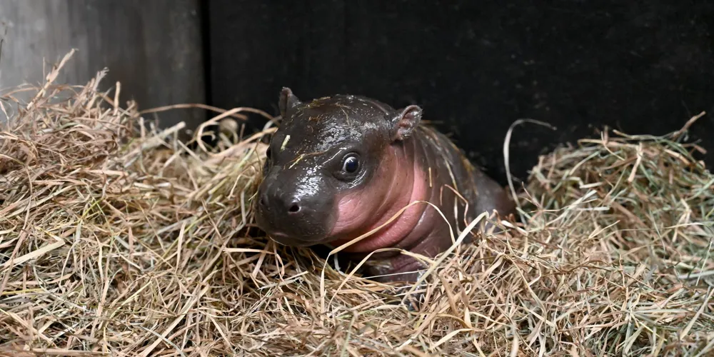 Baby pygmy hippo named Poppy after over 116,000 votes in global poll