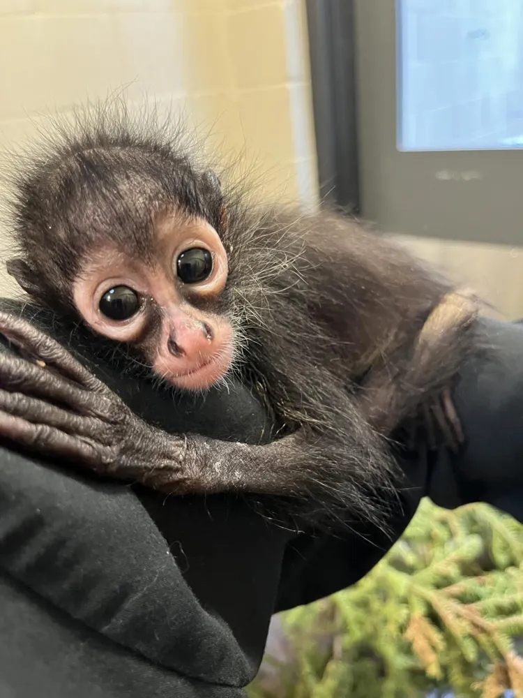 Baby spider monkey rescued from California Rolls-Royce in critical condition