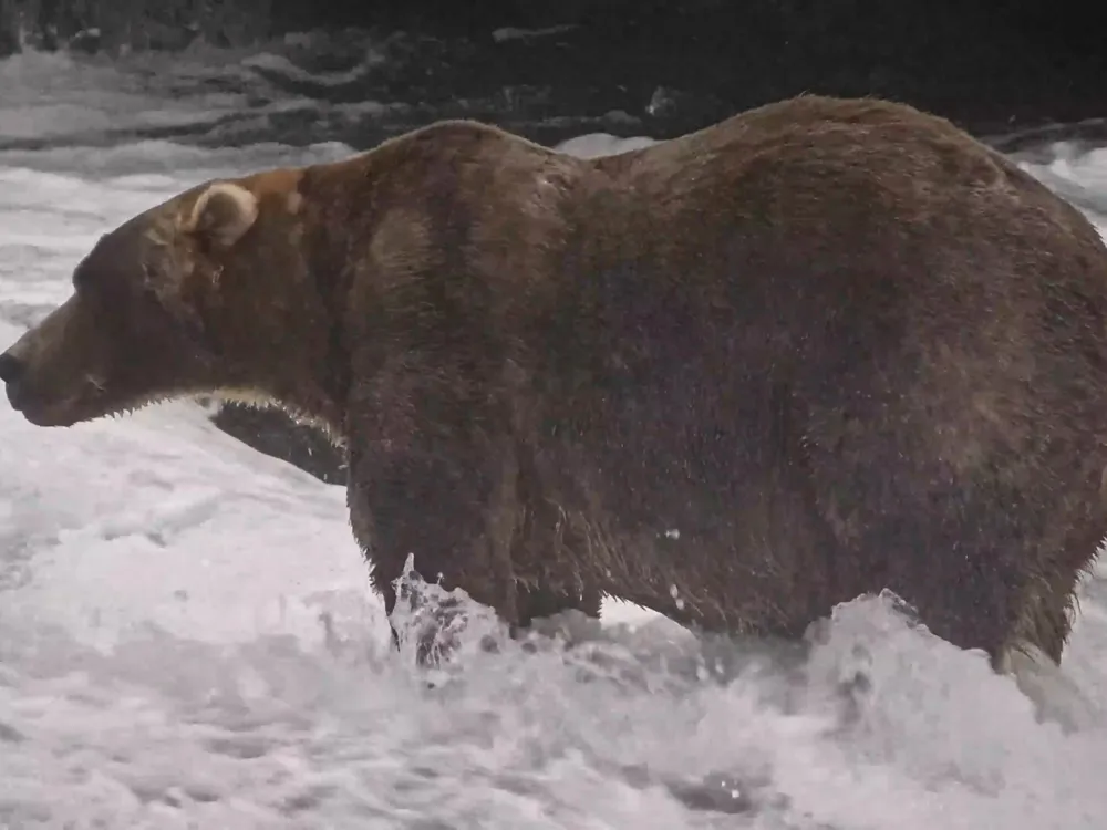 Backpack crowned champion of 2026 Fat Bear Week in Alaska