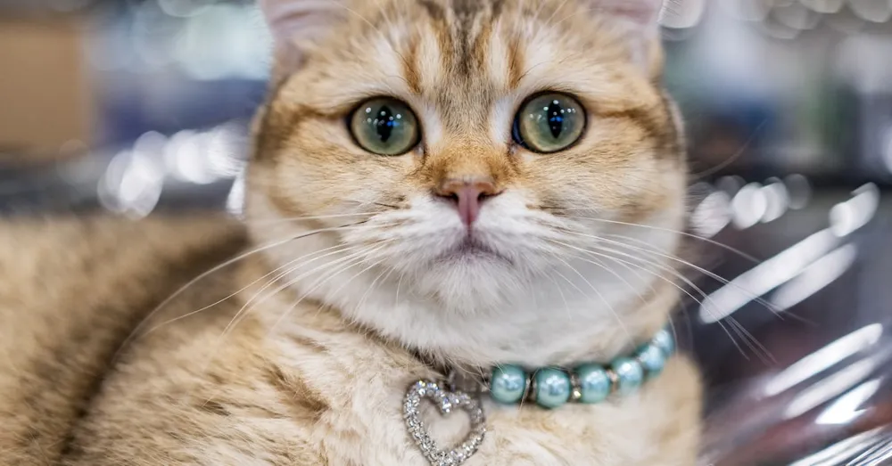 Baidu patents AI technology to translate animal sounds into human language