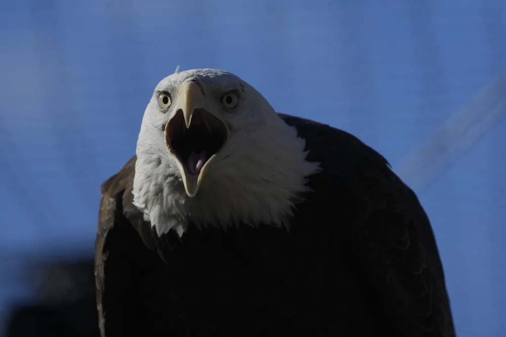 Bald Eagles Experience Remarkable Revival as U.S. National Bird