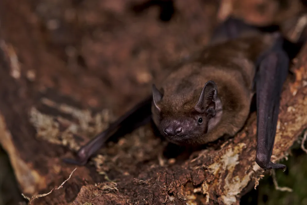 Bats Use Storm Winds for Long-Distance Migration Efficiency