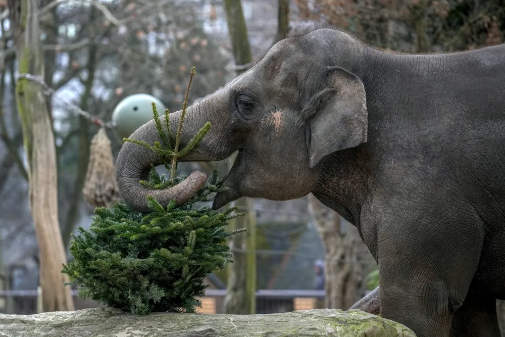 Berlin Zoo Celebrates Christmas by Feeding Unsold Trees to Elephants