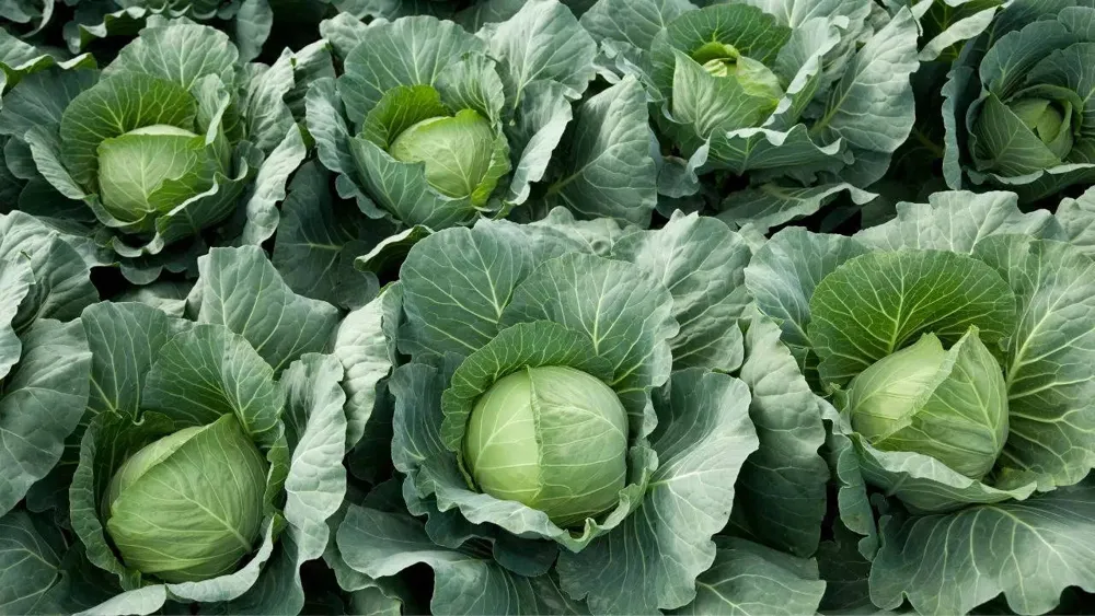 Best methods to properly preserve cabbage for maximum freshness