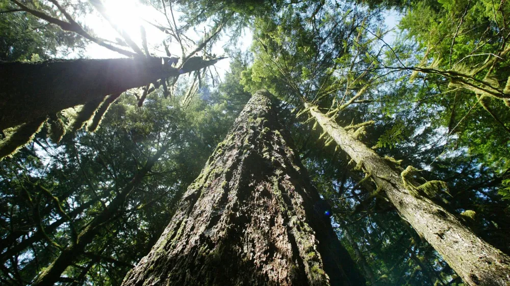 Biden Administration Abandons Old-Growth Forest Protection Initiative