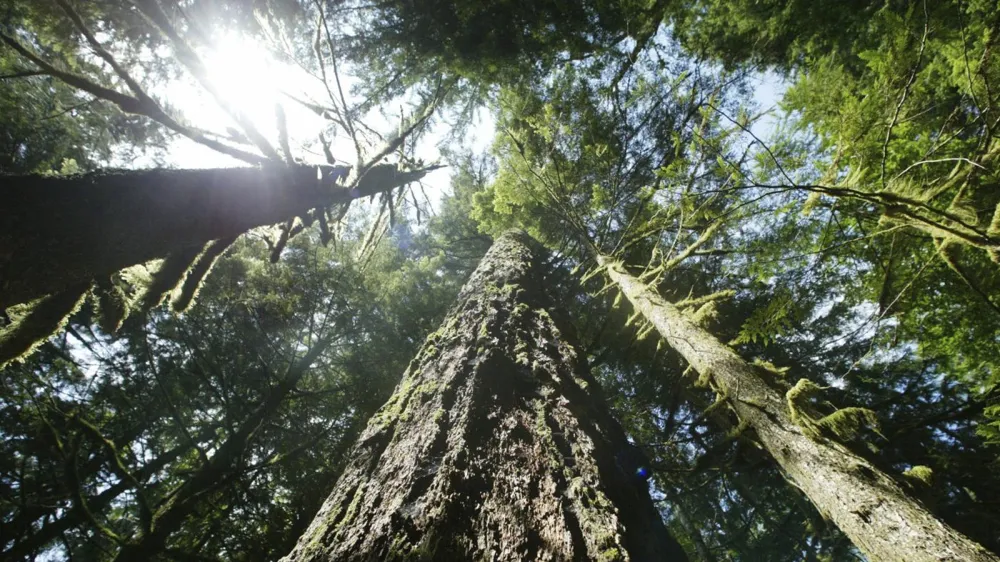 Biden Administration Ends Old-Growth Forest Protection Initiative