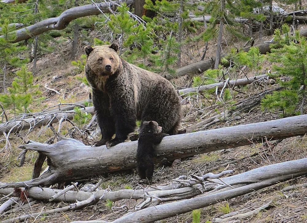 Biden administration enhances protections for grizzly bears amid political tensions