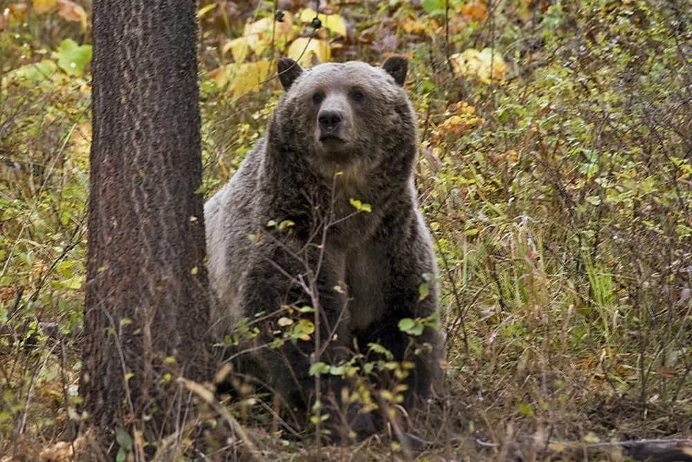 Biden Administration Maintains Endangered Status for Grizzly Bears in Western U.S.