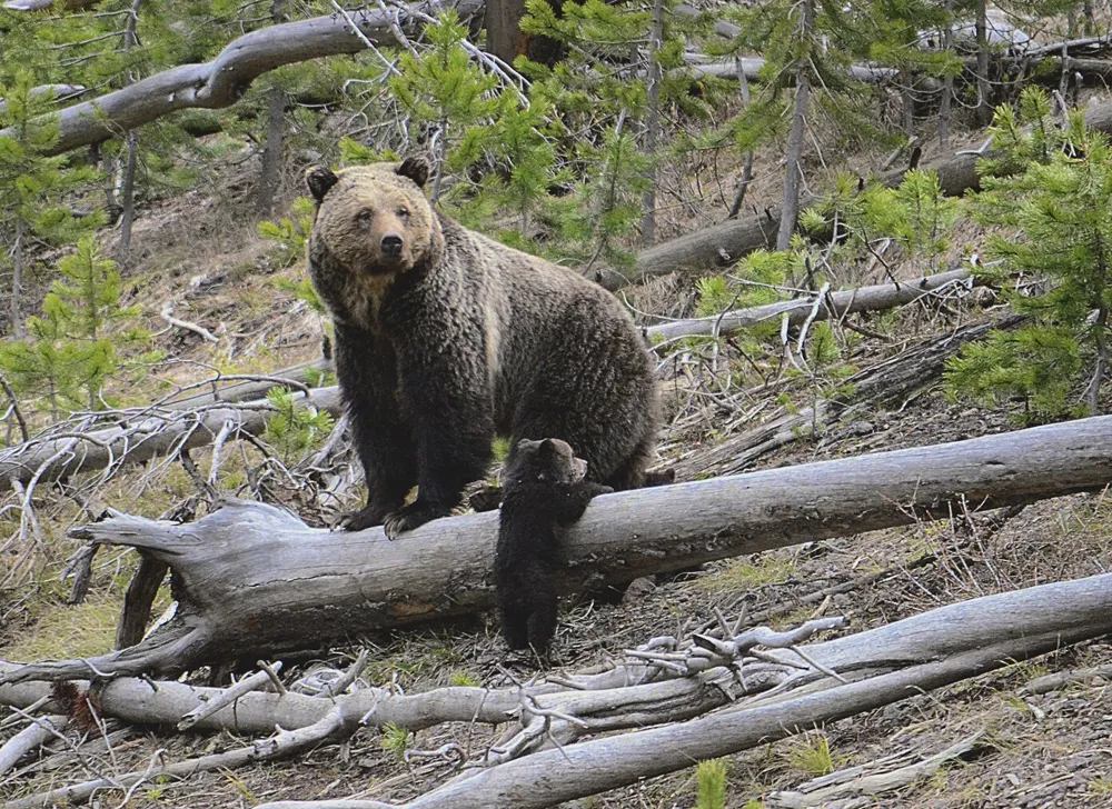 Biden Administration to Maintain Protections for 2,000 Grizzly Bears in Rocky Mountains