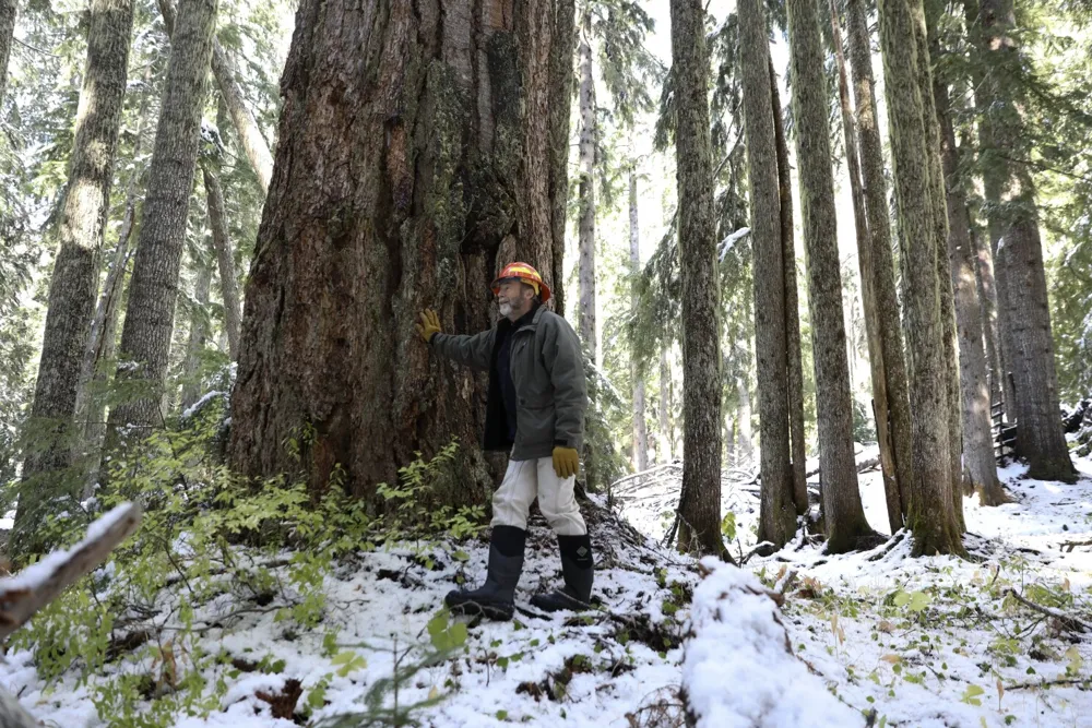 Biden Administration Withdraws Old-Growth Forest Protection Plan Amid Industry Opposition