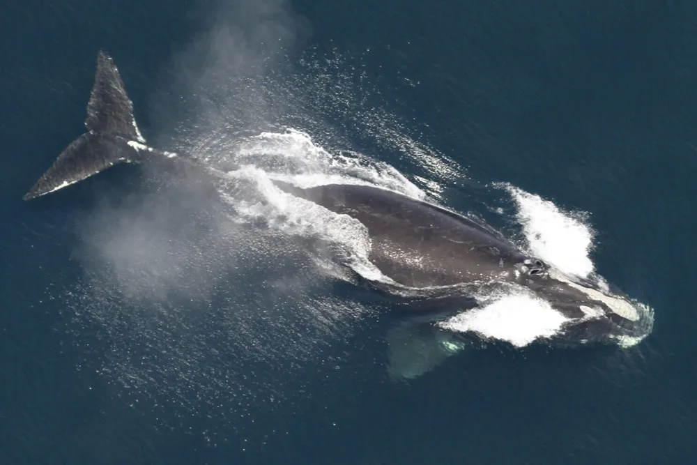 Biden Administration Withdraws Proposal to Protect Endangered North Atlantic Right Whales by Slowing Ship Speeds