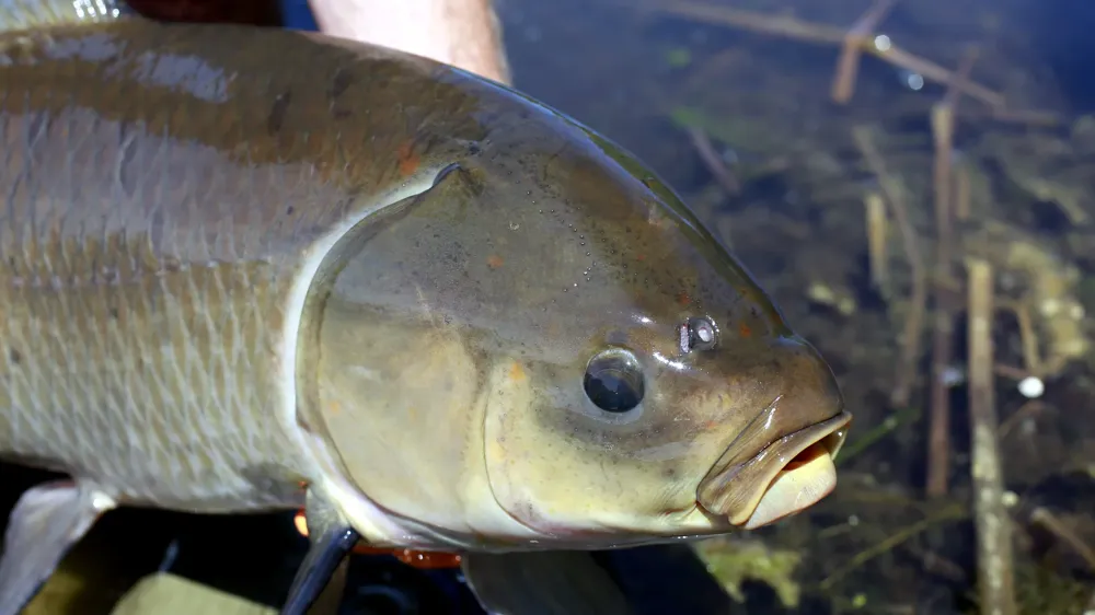 Bigmouth buffalo fish live over 100 years, show resilience with age but face population threats