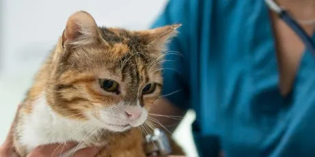 Bird flu found in raw pet food linked to illness in up to five cats in California