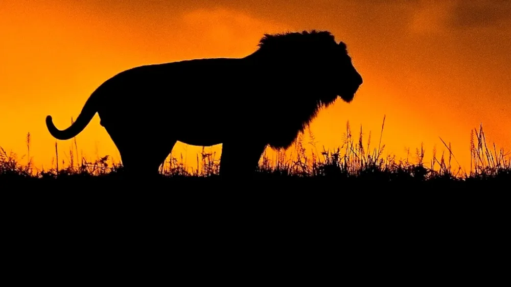 Boy Rescued After Five Days in Lion-Infested National Park in Zimbabwe