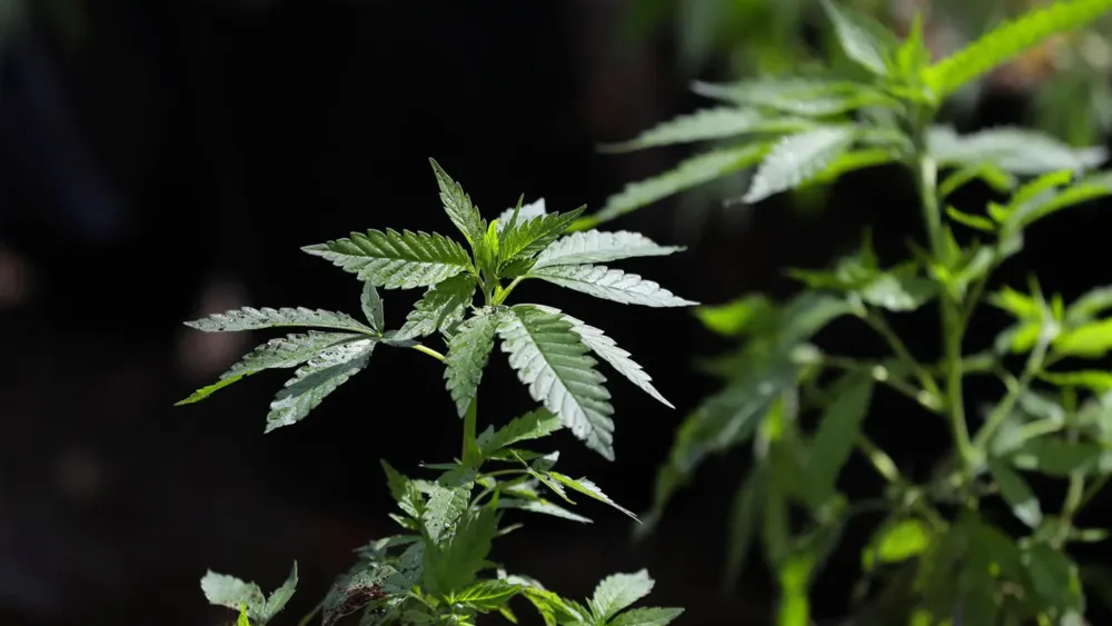 British Woman Arrested for Attempted Drug Smuggling in Sri Lanka