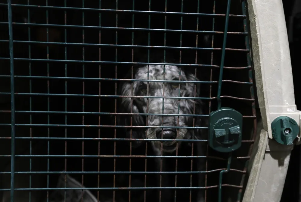 California Preserves Records of Underground Puppy Market Following Investigation