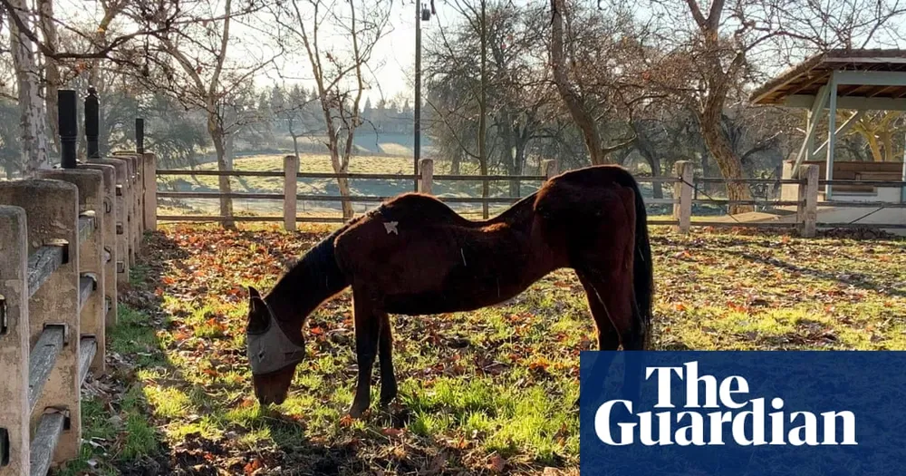 Woman Arrested After Discovery of 27 Dead Horses in California