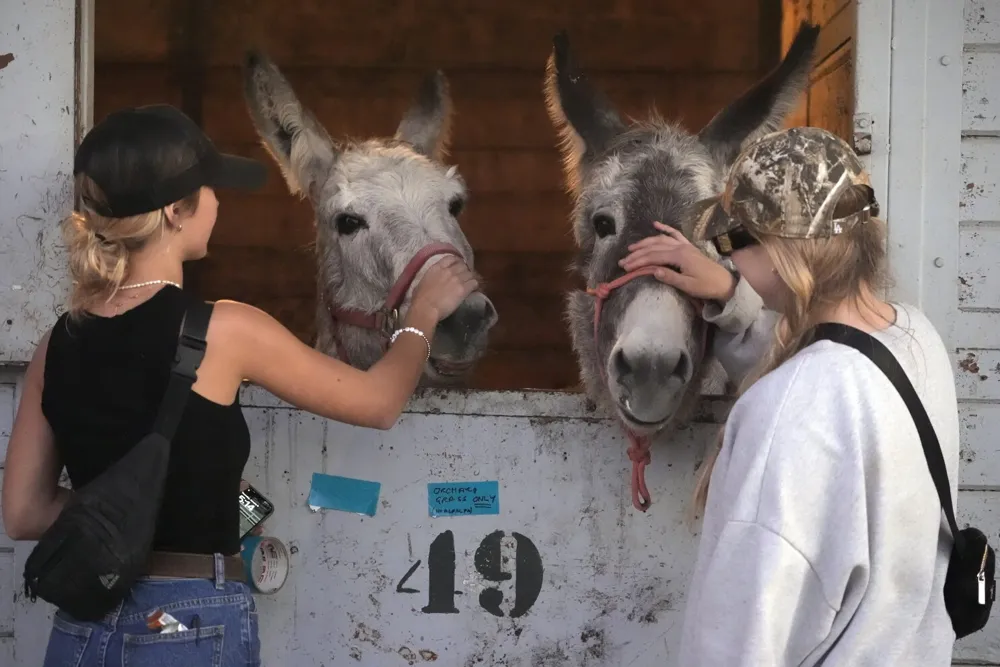 Desperate Evacuations as Wildfires Rage in Los Angeles: Pets Rescued Amid Chaos