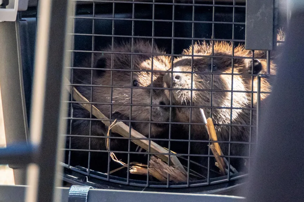 California's Beaver Restoration Program Receives Legislative Support