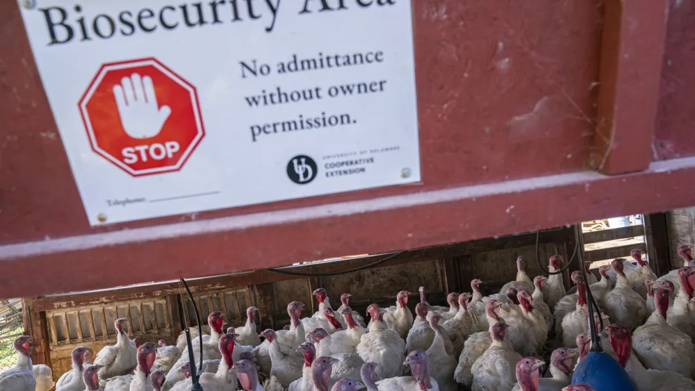 Bird Flu Concerns Rise as Mutations and Wastewater Findings Prompt CDC Monitoring