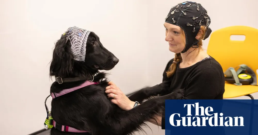 Cambridge Research Explores Brainwave Synchronization between Dogs and Their Owners