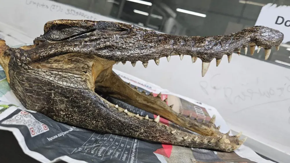 Canadian Man Arrested at Delhi Airport for Smuggling Baby Crocodile Skull