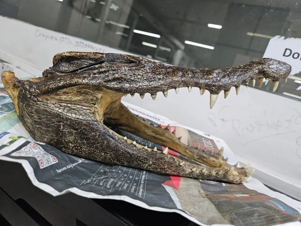 Canadian Man Arrested with Crocodile Skull at Delhi Airport