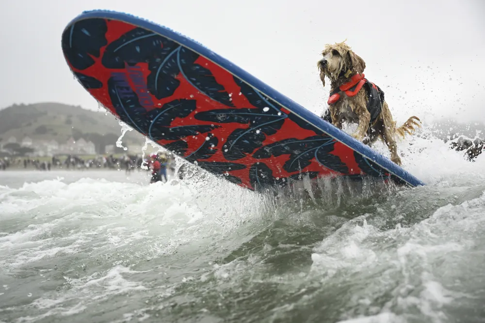 Canines Hit the Waves at World Dog Surfing Championships