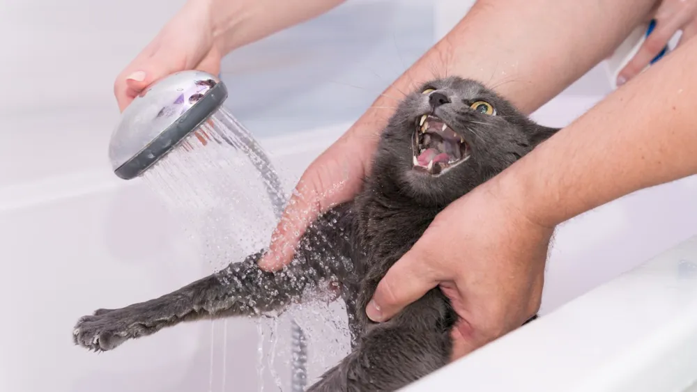 Cat's Hilarious Escape Attempts During Bath Time Go Viral