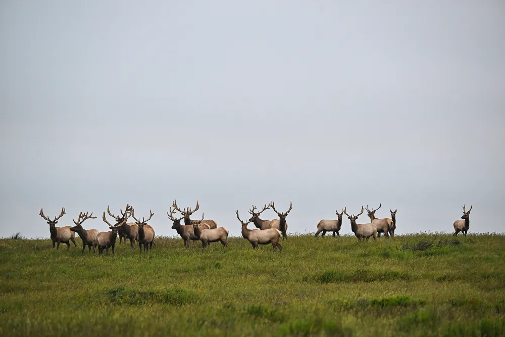 Cattle ranching at Point Reyes National Seashore set to largely cease under new agreement